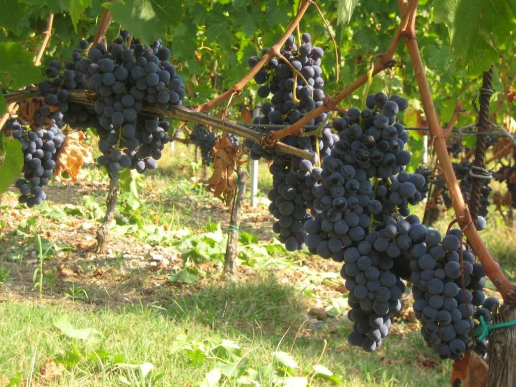 Fattoria Di Rignana Villa Greve in Chianti Kültér fotó